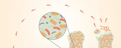 The Biofilm Life Cycle